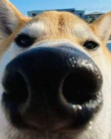 丁丁